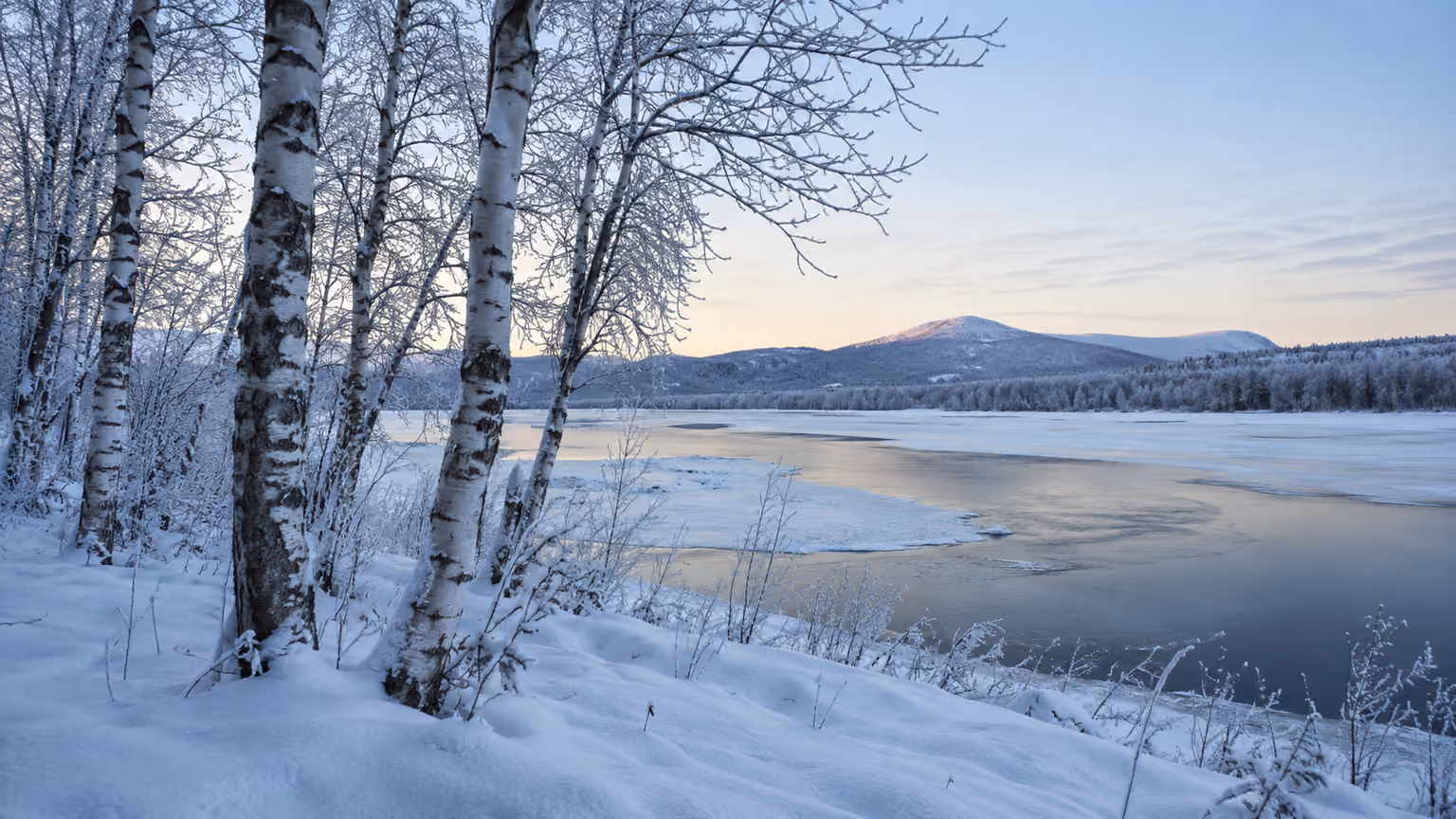 A snowy birch forest beside the Torne River near Jukkasjarvi Sweden in quiet blue winter light