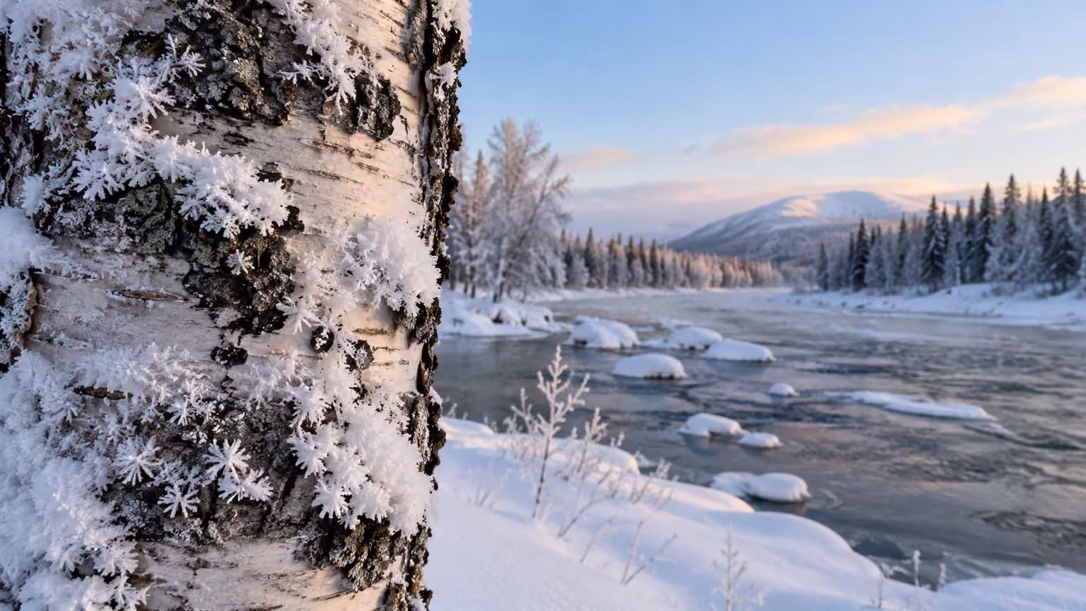 A close landscape view of frost crystals on a snowy birch trunk in Swedish Lapland with a softly