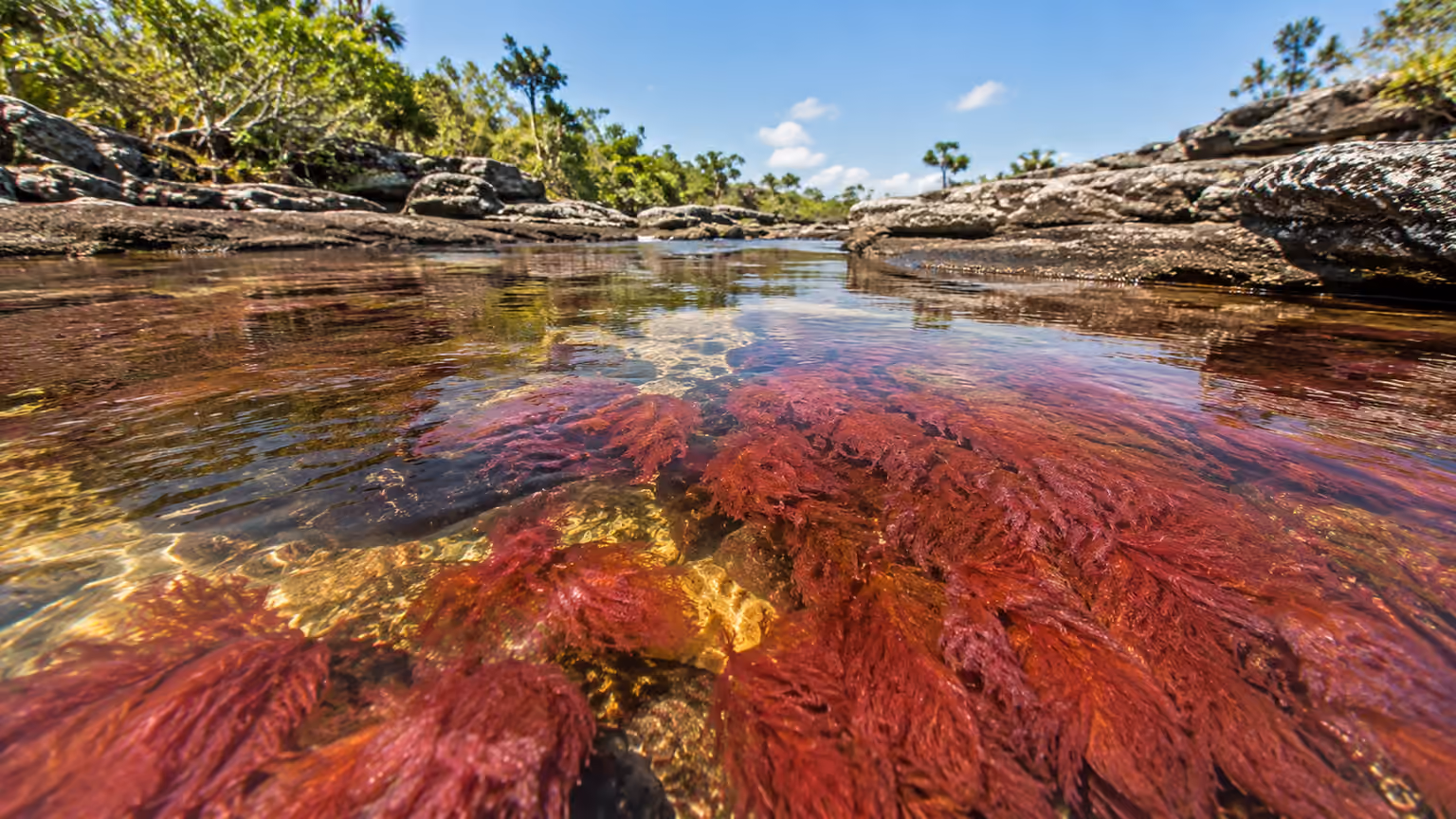 A low-angle detail of red Macarenia plants beneath clear shallow Cano Cristales water and smooth