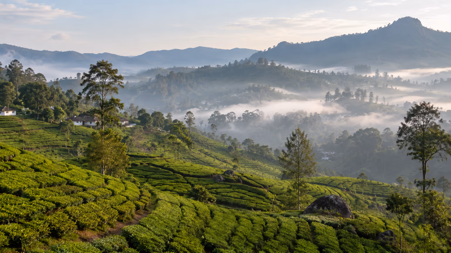 Tea-covered green hills in Sri Lanka's central highlands with terraced rows and soft mountain mist