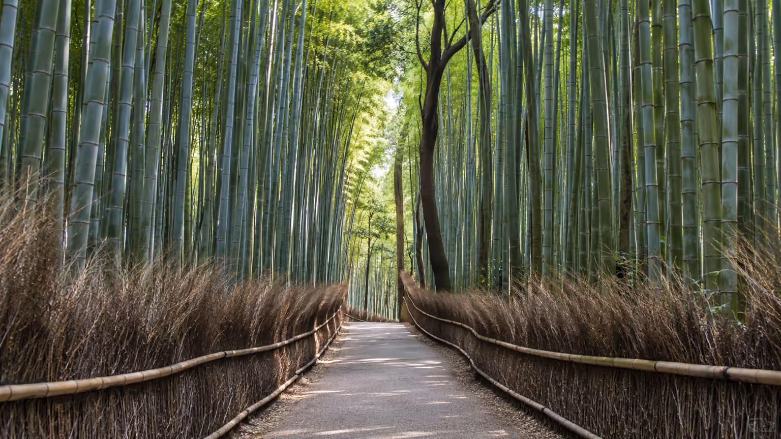A quiet walking path between tall green bamboo and low woven fences